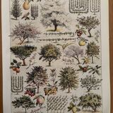 Planche illustrée vintage sur le verger - 1930