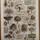 Vintage illustrated orchard print - 1930