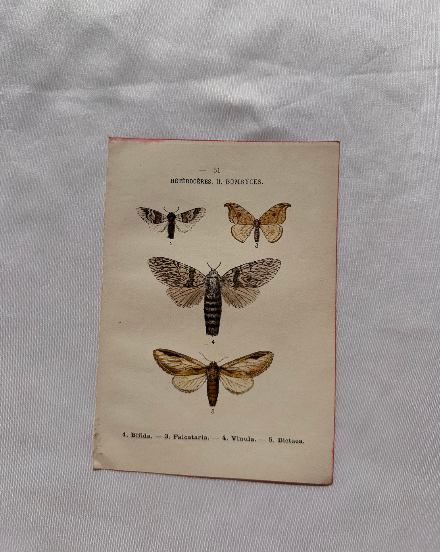 Naturalist engraving Butterfly 19th-century original botanical poster 1800