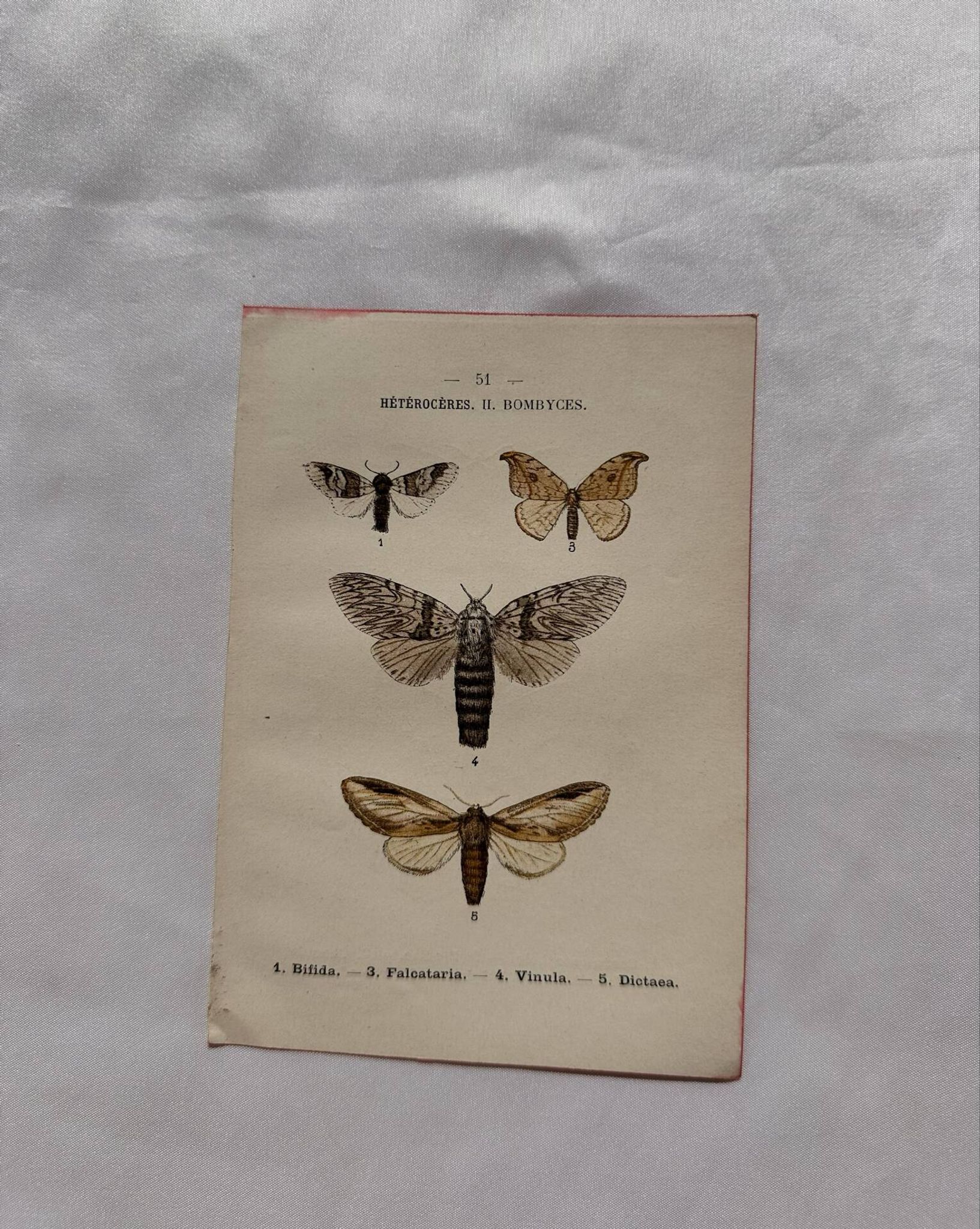 Naturalist engraving Butterfly 19th-century original botanical poster 1800