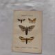 Naturalist engraving Butterfly 19th-century original botanical poster 1800