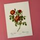 Affiche vintage, rosier d'amour de pj redouté