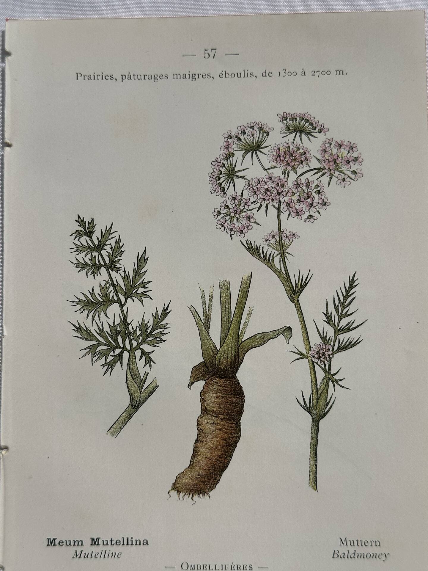 Old botanical plate 1800 France flower and plants nature