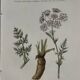 Old botanical plate 1800 France flower and plants nature