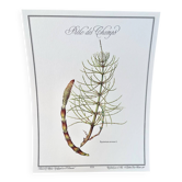 Botanical plate – Field horsetail – Louis Pariente, 1986