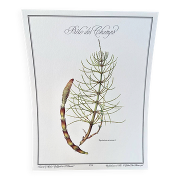 Botanical plate – Field horsetail – Louis Pariente, 1986