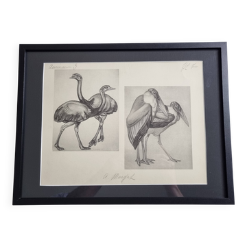 Illustrated plate, studies of ostriches and marabouts, Signed A. Margat, 1930