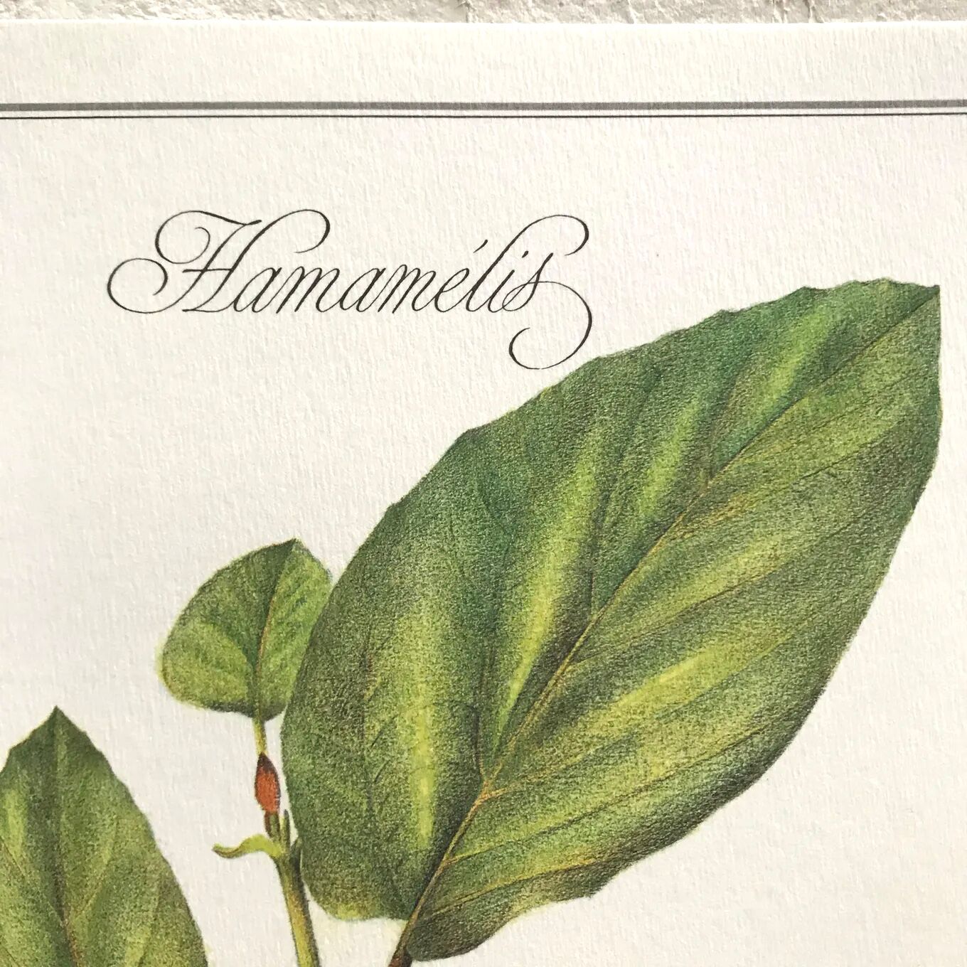 Botanical plank the hammamélis
