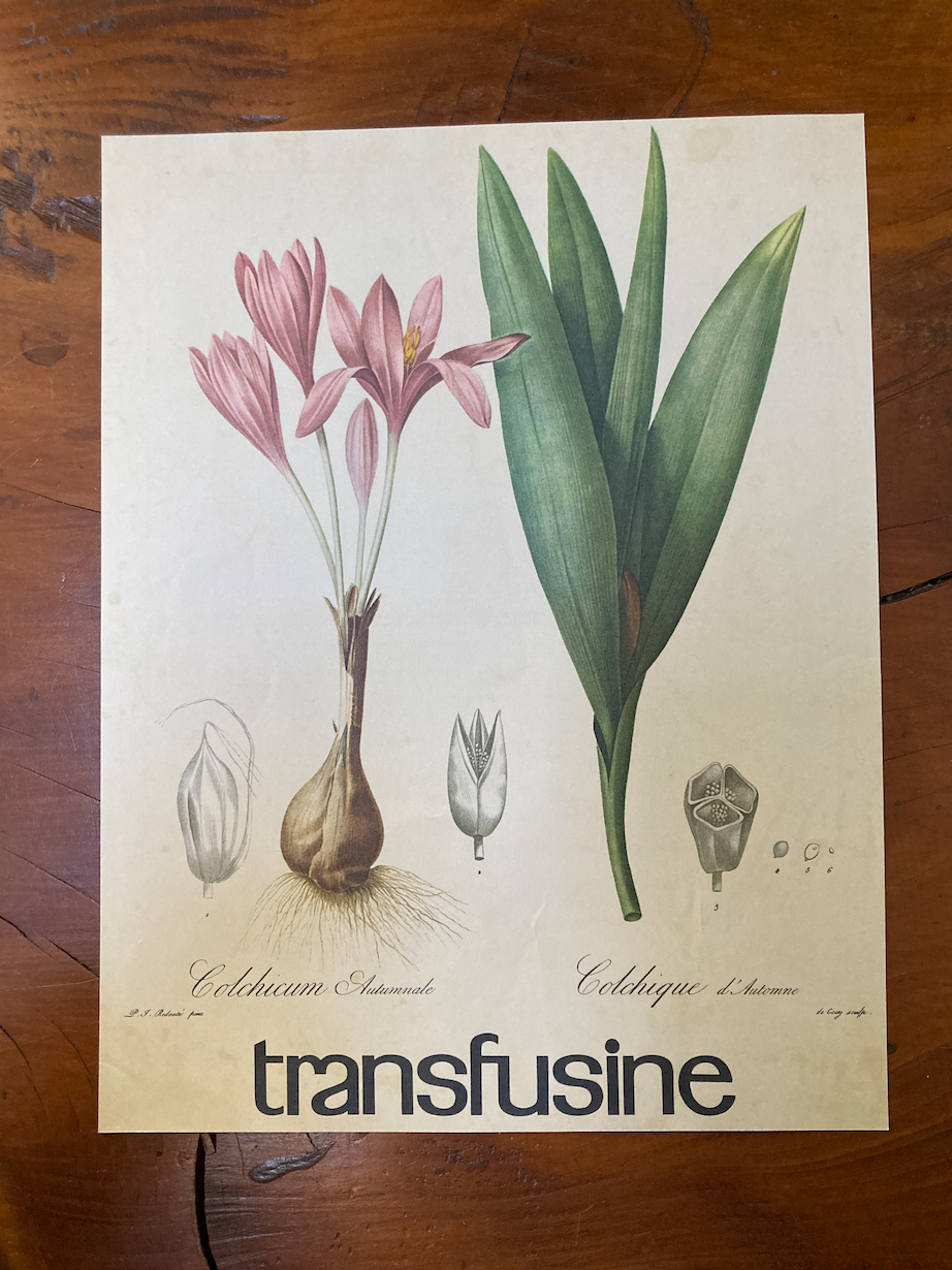 Botanical poster La Colchique