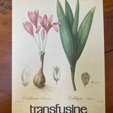 Botanical poster La Colchique