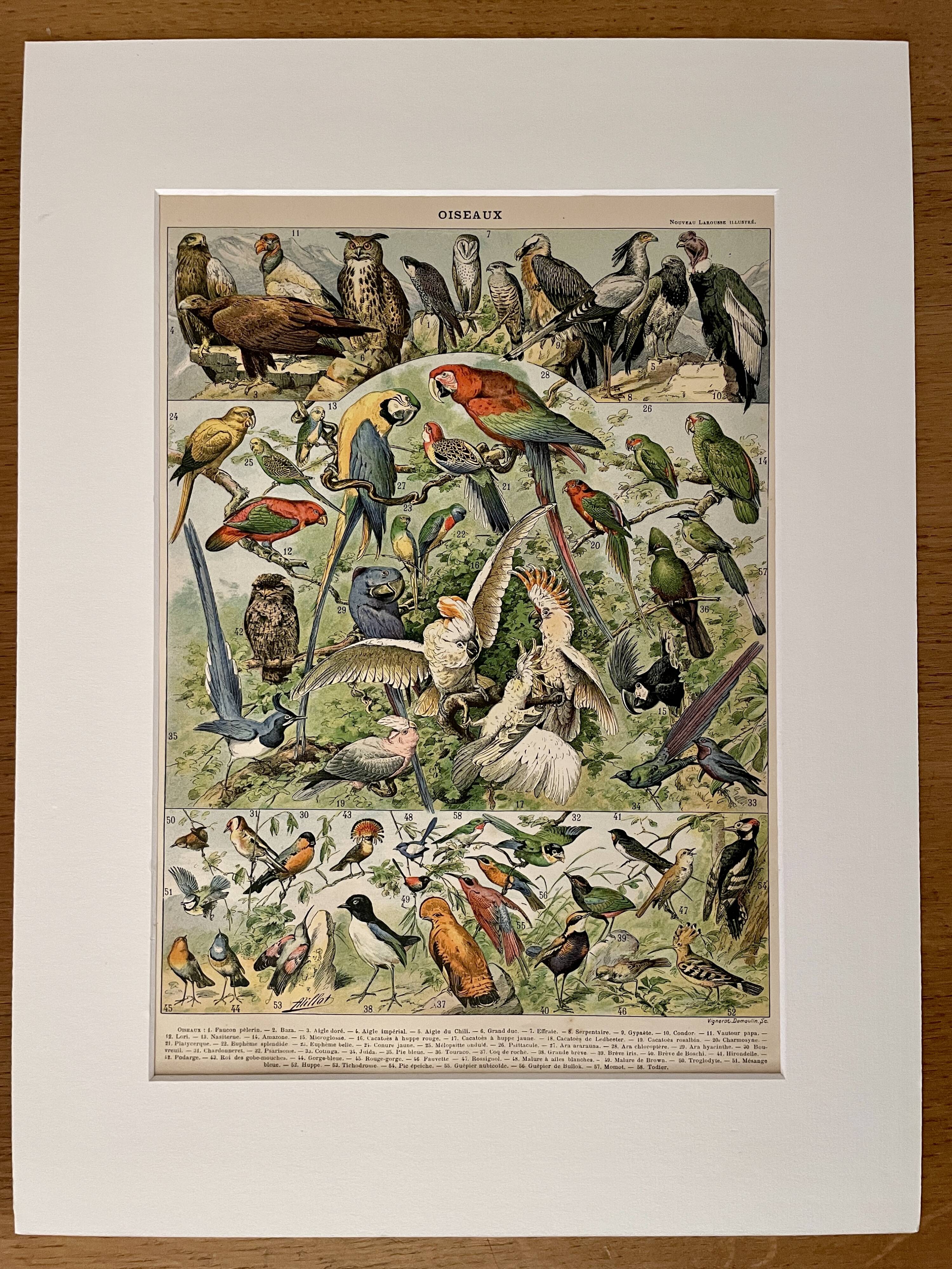 Lithographie sur les oiseaux (oiseaux de paradis) - 1900