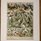 Lithograph of birds (birds of paradise) - 1900