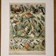 Lithographie sur les oiseaux (oiseaux de paradis) - 1900