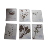 Set of 6 herbarium boards