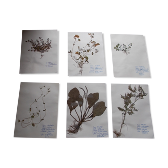 Ensemble de 6 planches d'herbier