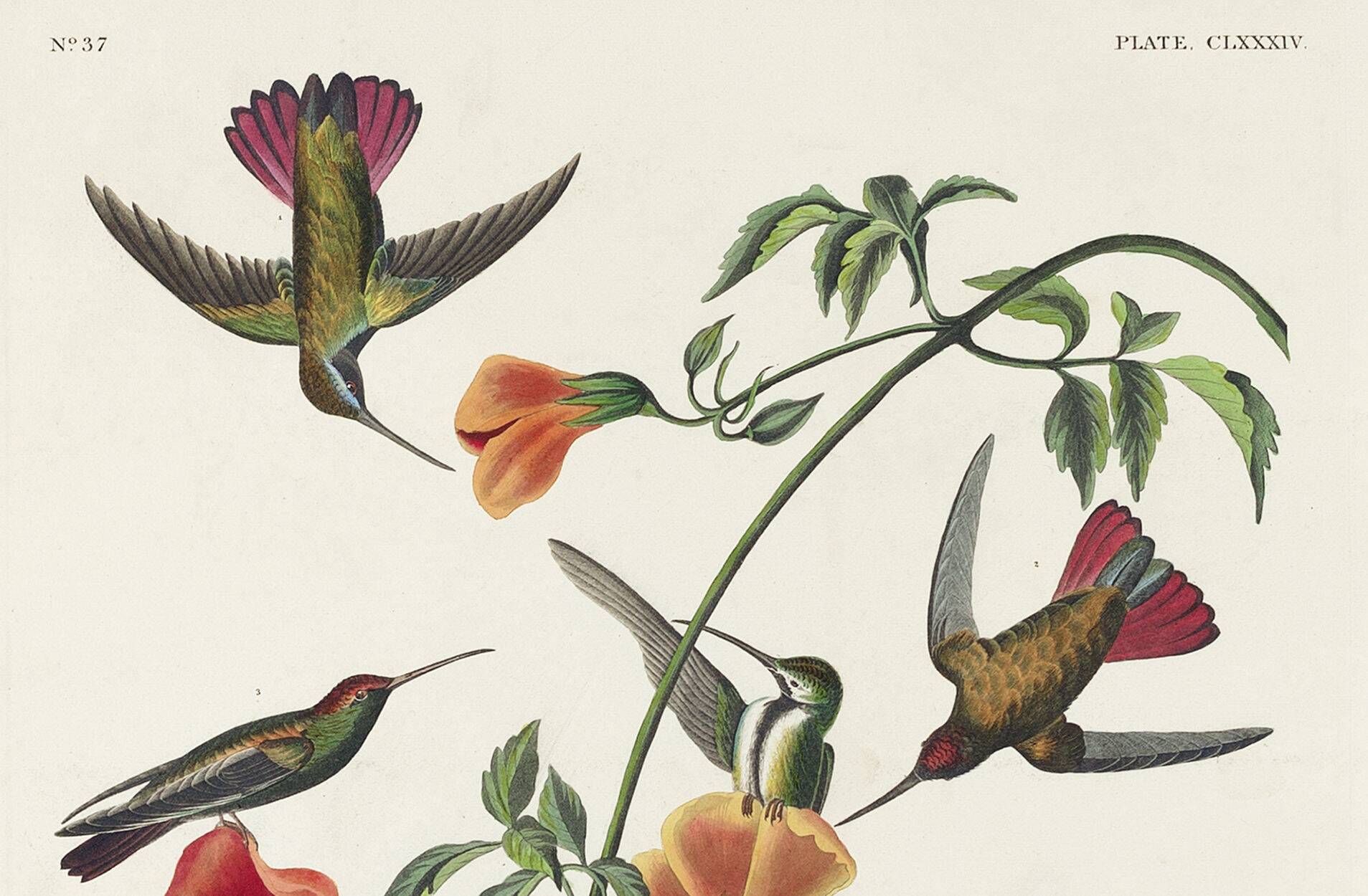 Poster about hummingbirds, based on an old engraving from 1827.