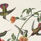 Poster about hummingbirds, based on an old engraving from 1827.