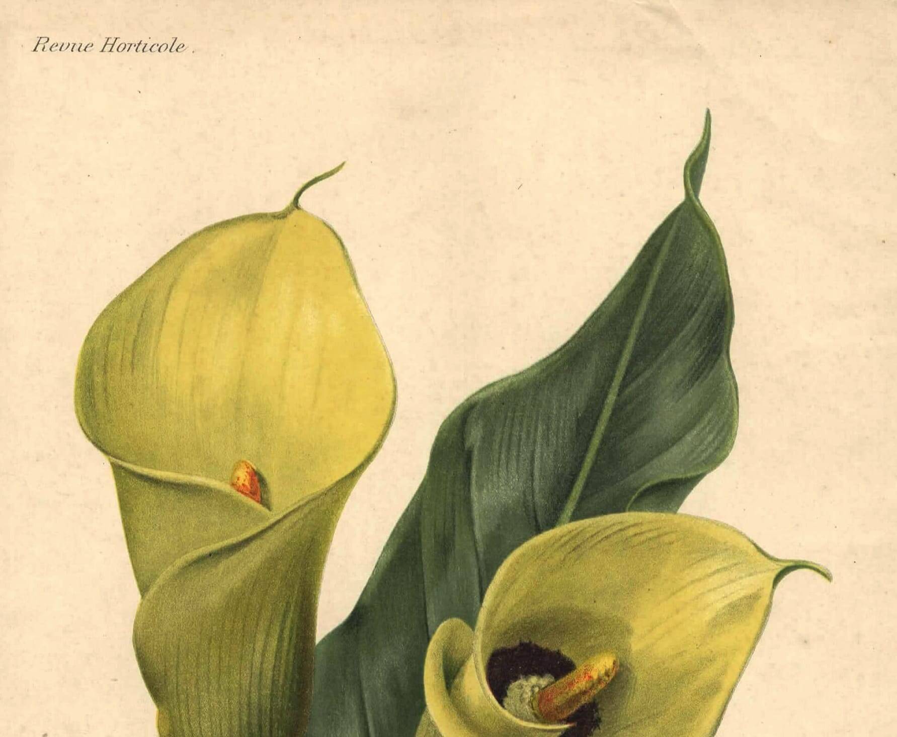 Botanical engraving from 1896 by Descamps-Sabouret • Richardia Lytwichii • Old lithograph