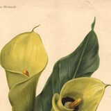Gravure Botanique de 1896 par Descamps-Sabouret • Richardia Lytwichii • Lithographie ancienne