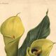 Botanical engraving from 1896 by Descamps-Sabouret • Richardia Lytwichii • Old lithograph