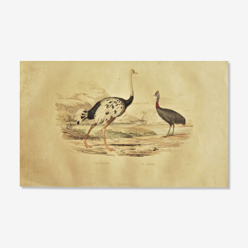 Planche ornithologique " autruche & casoar " Buffon 1838