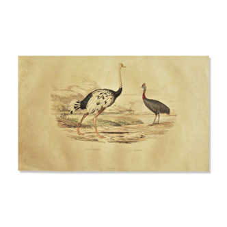 Planche ornithologique " autruche & casoar " Buffon 1838
