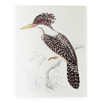 Plates of the bestiary from the Natural History Museum Kingfisher