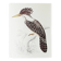 Plates of the bestiary from the Natural History Museum Kingfisher