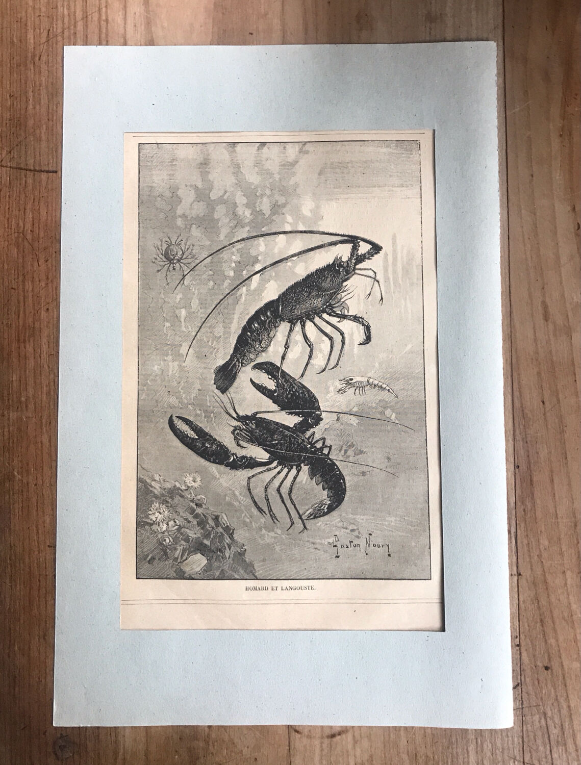 Original vintage engraving lobster and lobster