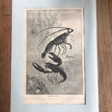 Original vintage engraving lobster and lobster