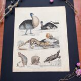 Poster (lithograph) platypus and others