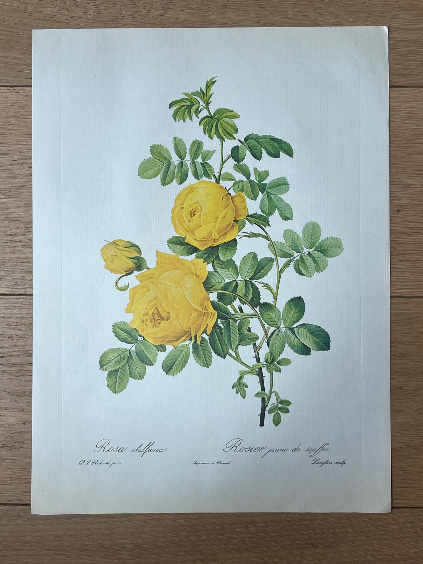 Botanical plate - Sulphur yellow rose 40.4x29.9cm
