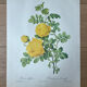 Botanical plate - Sulphur yellow rose 40.4x29.9cm