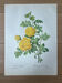 Botanical plate - Sulphur yellow rose 40.4x29.9cm