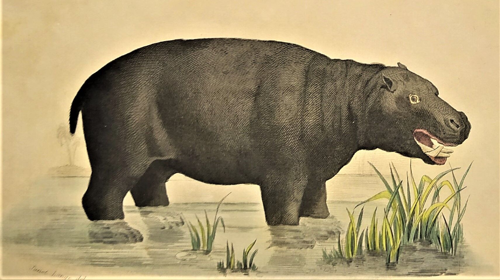 Original zoological frame engraving from 1839 " rhinoceros & hippopotamus "