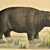 Original zoological frame engraving from 1839 " rhinoceros & hippopotamus "