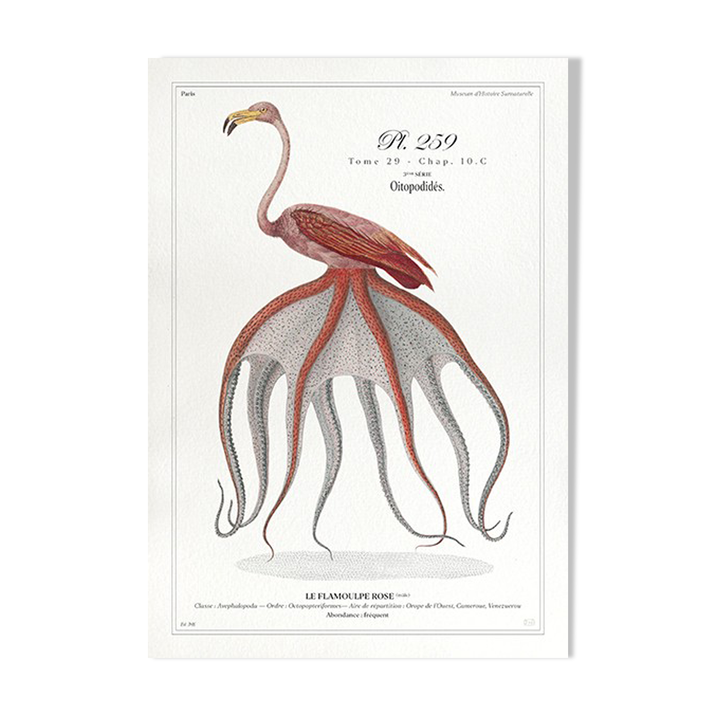 Chimera lithograph animal engraving - the pink flamoulpe