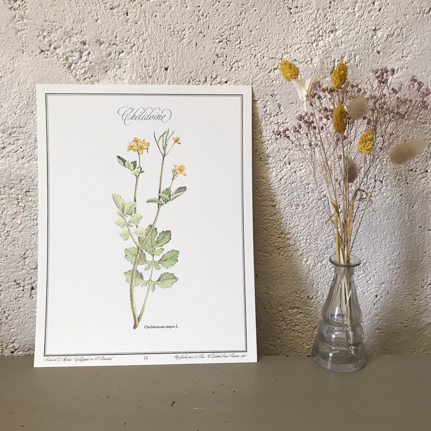 Botanical plate La Chélidoine