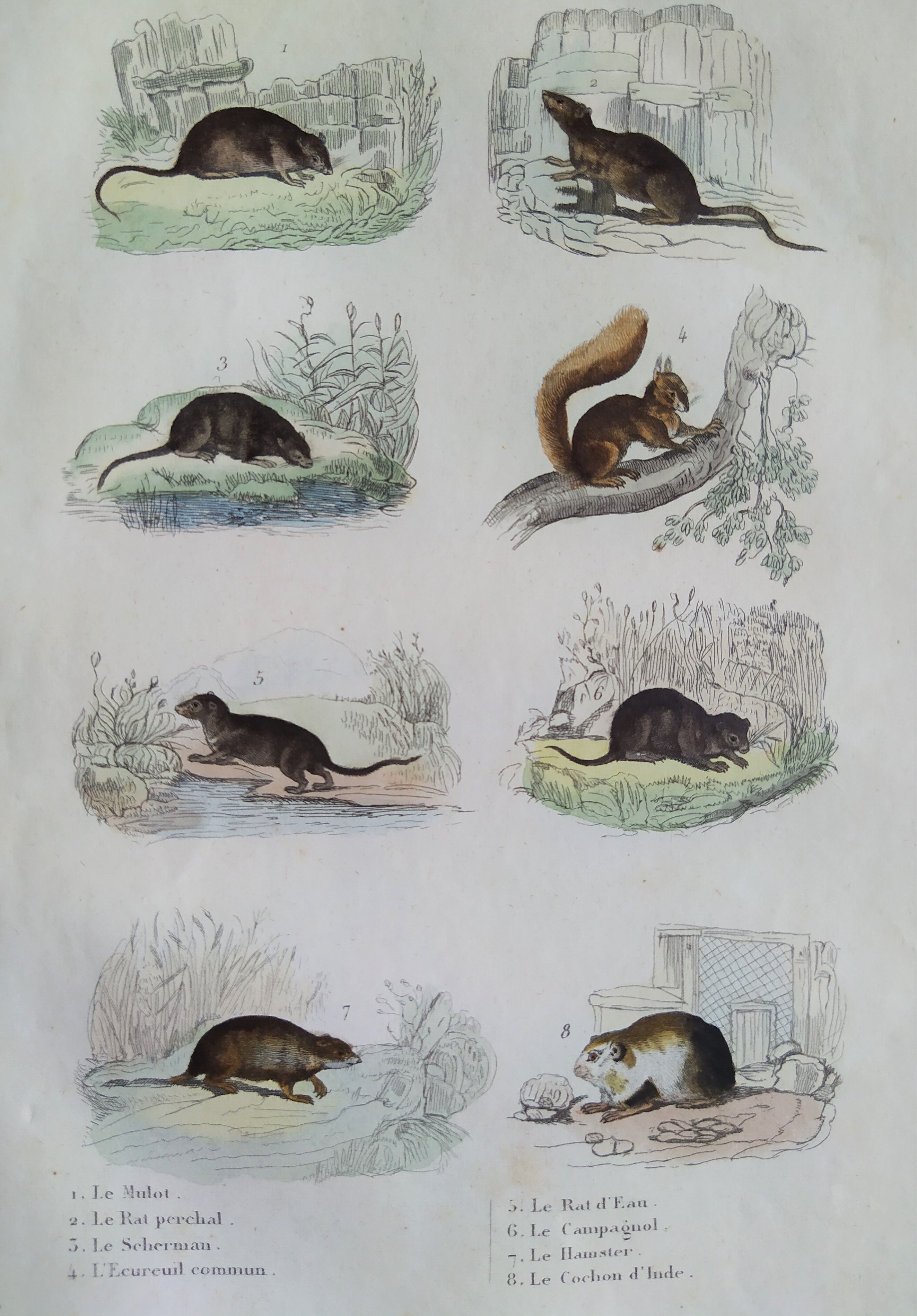 Original zoological plate "field mouse, perch rat, scherman,... - Buffon 1838