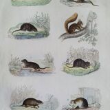 Original zoological plate "field mouse, perch rat, scherman,... - Buffon 1838
