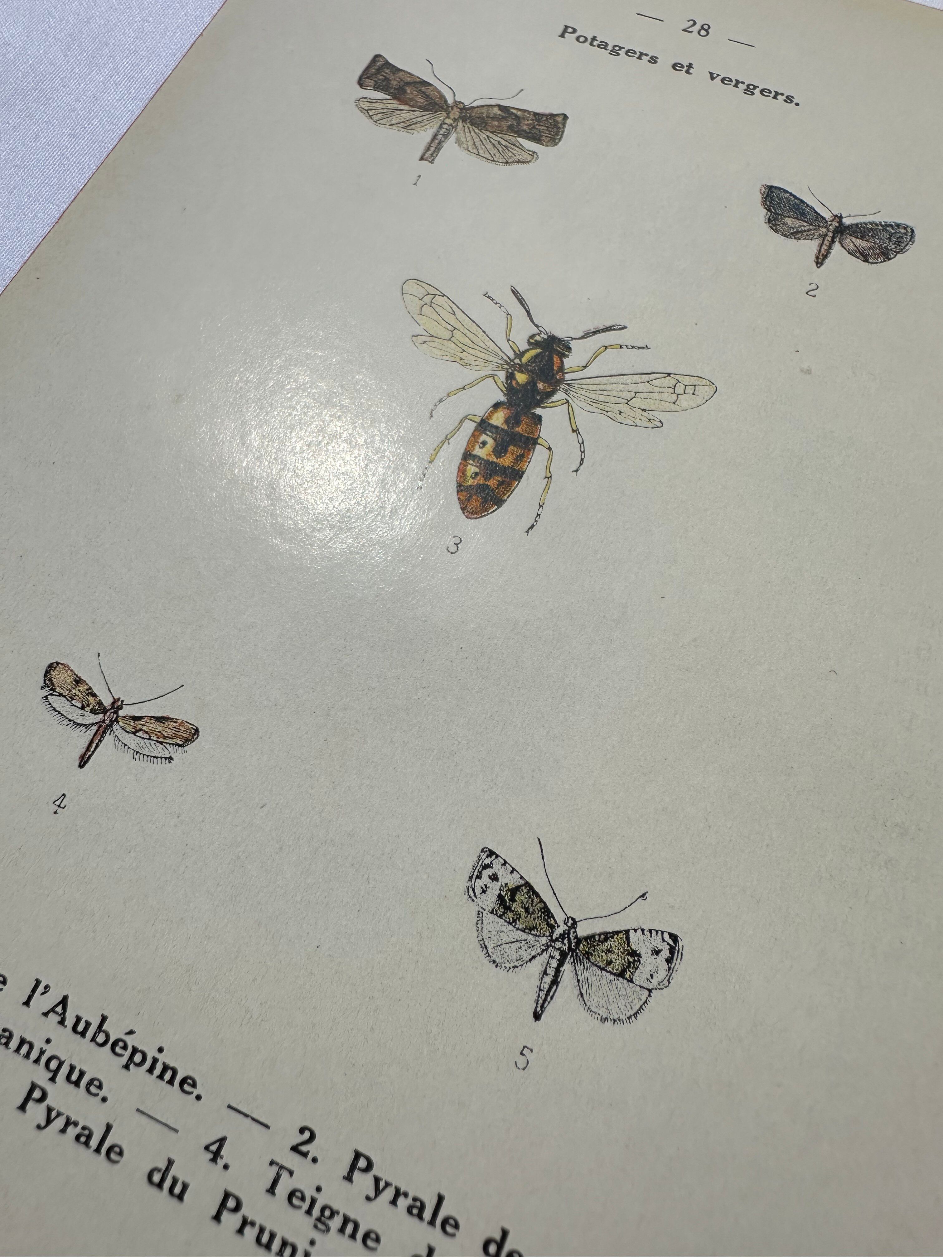 Naturalist plate insect entomology old lithograph