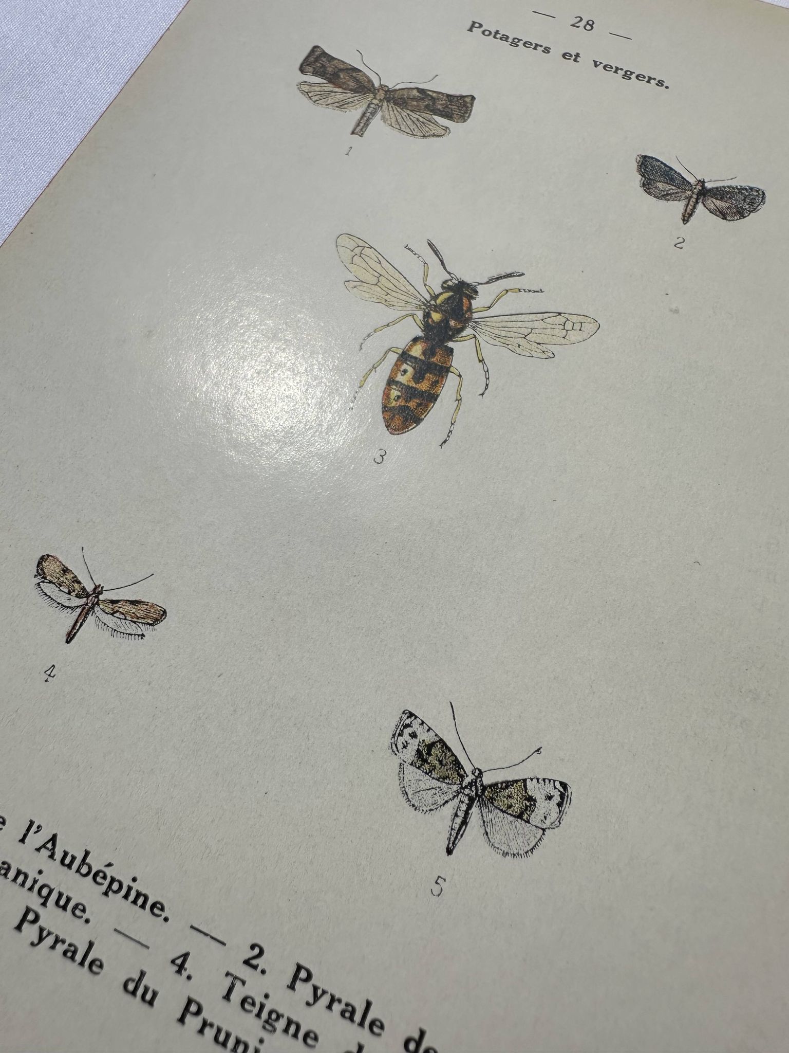 Naturalist plate insect entomology old lithograph