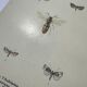 Naturalist plate insect entomology old lithograph