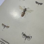 Naturalist plate insect entomology old lithograph
