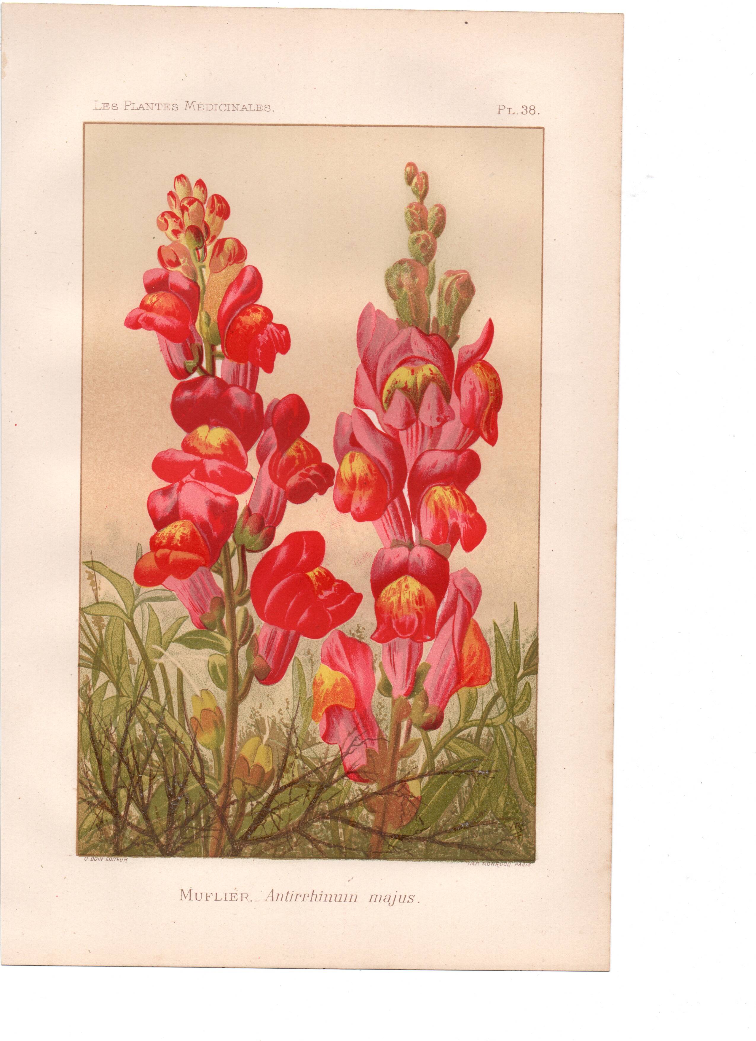 Botanical engraving - 1889 - Snapdragon - Old illustration of a red flower