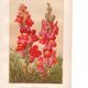 Botanical engraving - 1889 - Snapdragon - Old illustration of a red flower