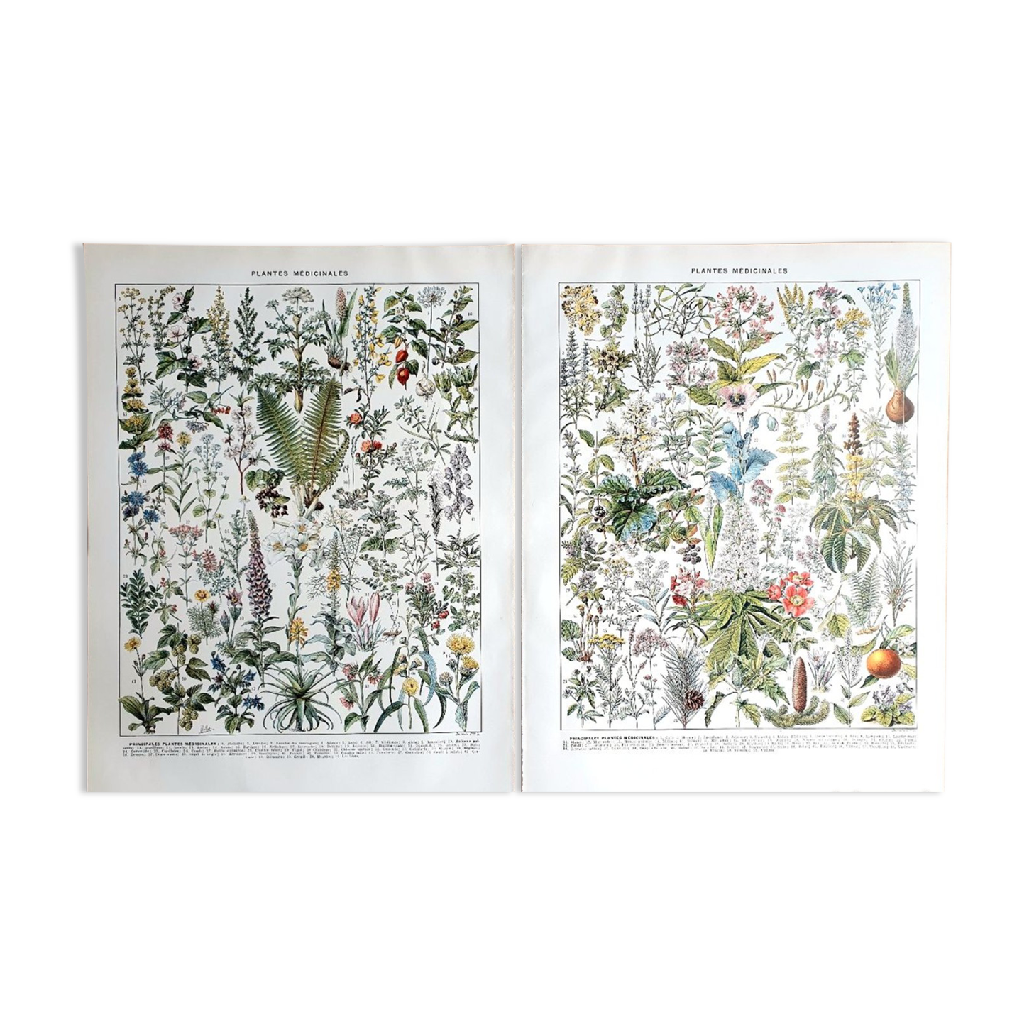 Duo of plates on medicinal plants