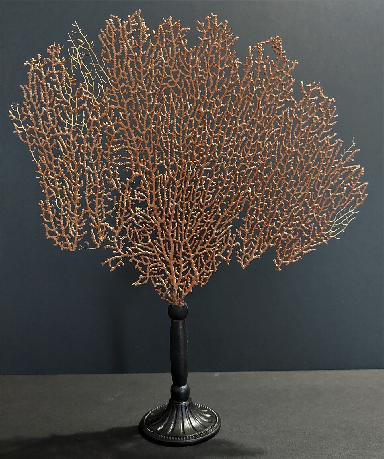 Cabinet of Curiosities red gorgon paramuricea clavata on base