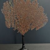 Cabinet of Curiosities red gorgon paramuricea clavata on base