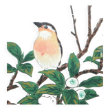 Painting enhanced engraving bird japan signed ashikaga "teaoil plant" 1950